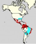 Dengue Fever Christmas: A Virus as a Present