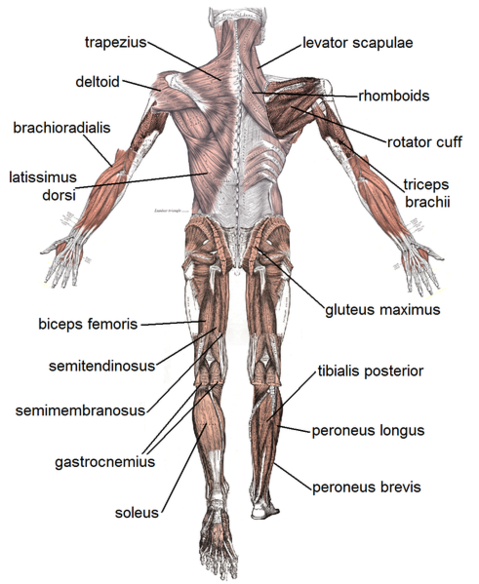Human Muscular System What S The Busiest Muscle In The Body