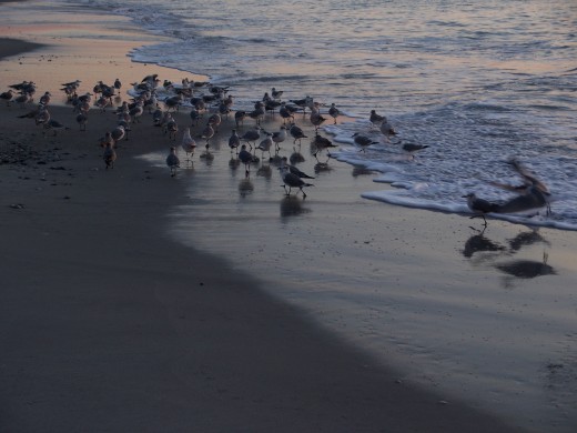 Gulls on Beach.......           Why Bird Kills.......          Canary Warning.......