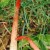 Stinkhorn Fungus Stinkhorn Fungus