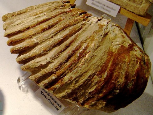 Mammoth Elephant Tooth