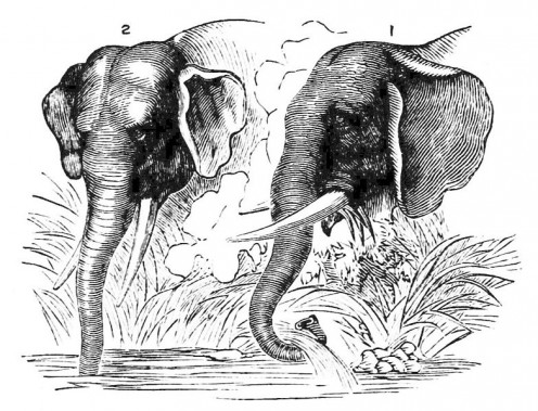 Heads of Asian and African Elephants