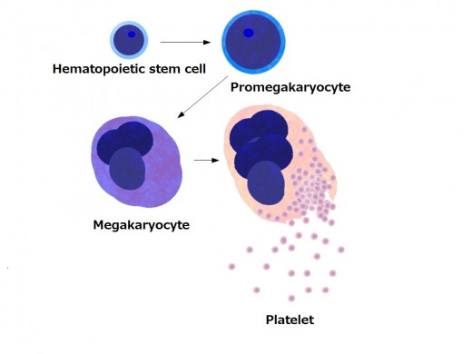 The stem cells that ultimately make platelets come from the bone marrow.  Destruction of the platelets is thought to be due to the virus's association with them and triggering the host's immune system to destroy its own platelets.