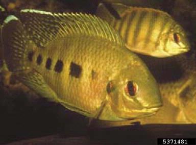 Spotted Tilapia