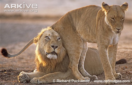 Flirting lions.