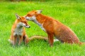 Some common wild mammals found in Great Britain