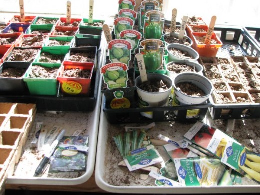 Seed pots in our greenhouse planted in recycled pots some even complete with the plant label.