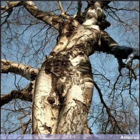 The tree woman