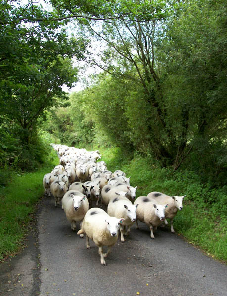 Sheep-herding Caught on a minor road awaiting the passage of a large flock of freshly-marked she