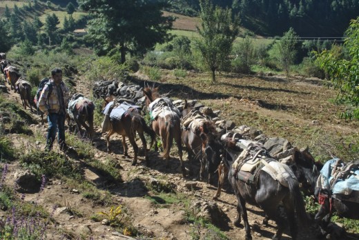 This kind of caravan is a very common scene in the mountains. Yak, horse and sheep are used as carrier in the mountains.