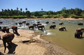 Orphanage elephants bathing at river Ma Oya.