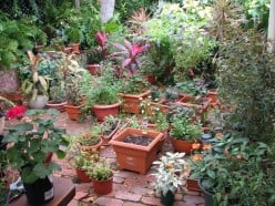 Caring your Garden during monsoon