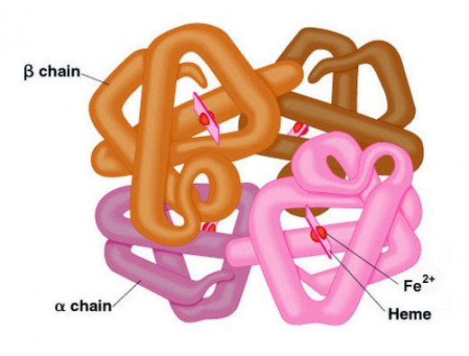 What Are Proteins Primary Secondary Tertiary And Quaternary Structure Hubpages 
