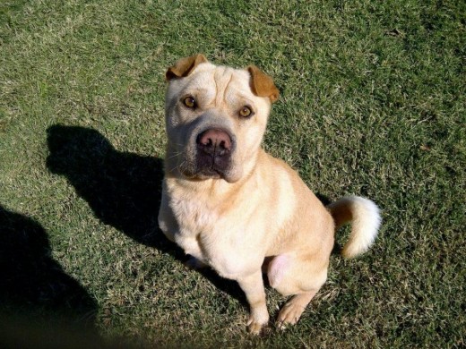 Jacques is a Shar-Pei that had to overcome A LOT in his life. He is urgently looking for a home or foster home prior to 15-Jan-2012.  Contact: Jessica Rosman sukari1020@yahoo.com 