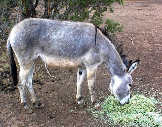 Pretty burro found something to munch on!