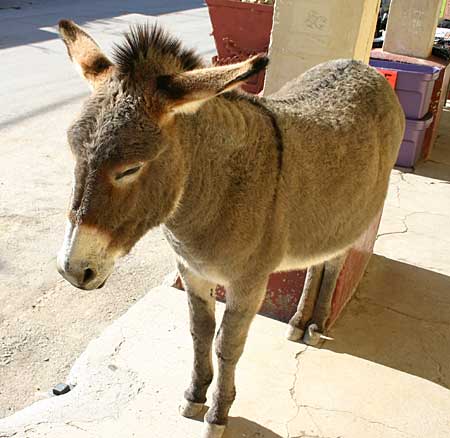 Pretty burro's stop in the middle of the street in Oatman, Arizona hoping for passersby to give them some attention... and FOOD! 