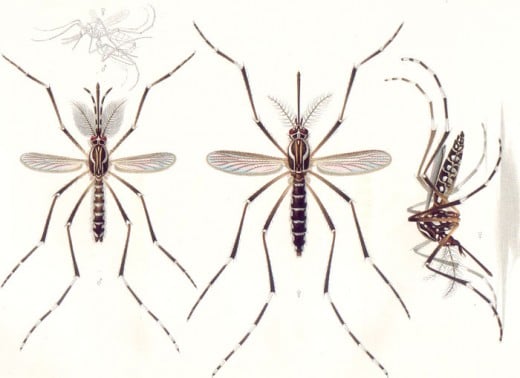 The Aedes Aegypti Mosquito. This mosquito is a carrier of Yellow Fever and Dengue Hemorrhagic Fever. 