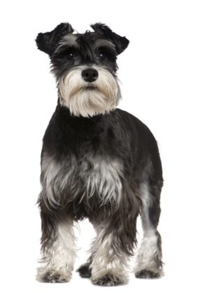 What are some health risks for a schnauzer/shih tzu mix?