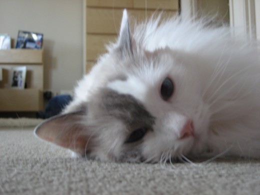 They are that, Ragdolls: Big, beautiful, soft, snuggle-bugs!