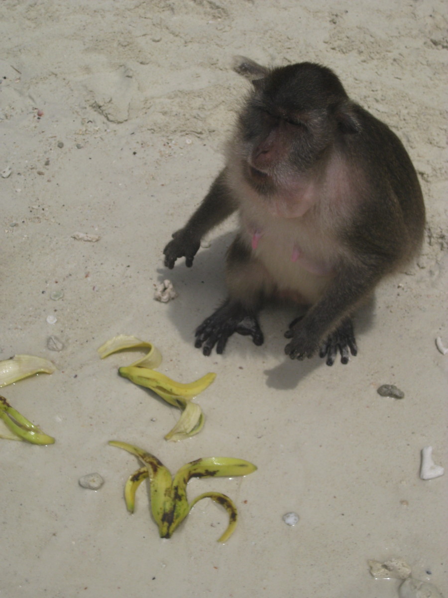 Wow, the monkey was really gobbling down the bananas!