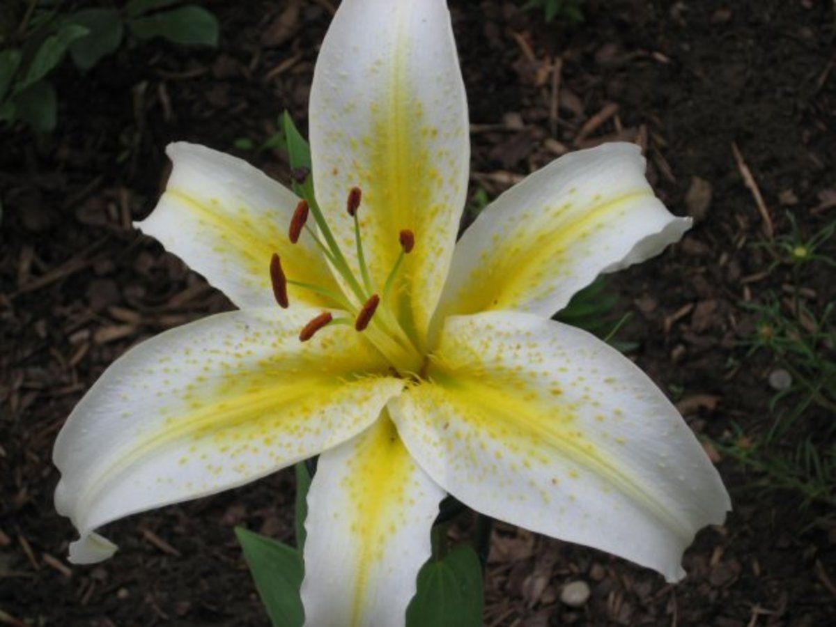 White and Yellow Asiatic Lily