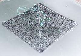 Crab baskets lay open and flat on the bottom of the bay but close up with a quick pull as you raise it to the surface.