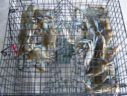 This is an example of a "crab pot" or crab trap that you set and come back later to harvest your catch!!!