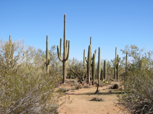 Saguaro Cacti along a trail in Ironwood Forest National Monument