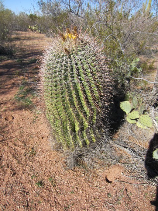 Barrel Cactus in Ironwood Forest National Monument, AZ
