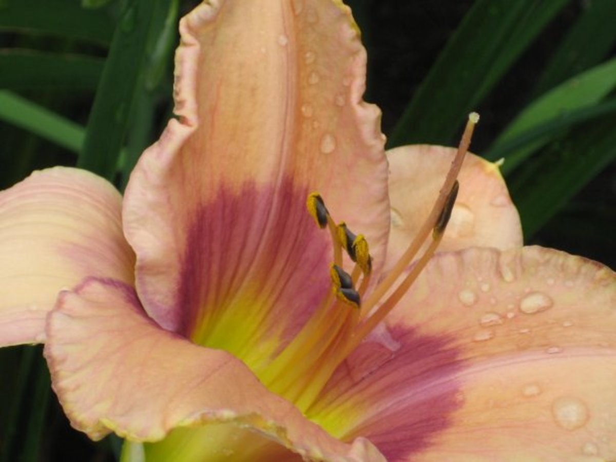 Daylily from my garden