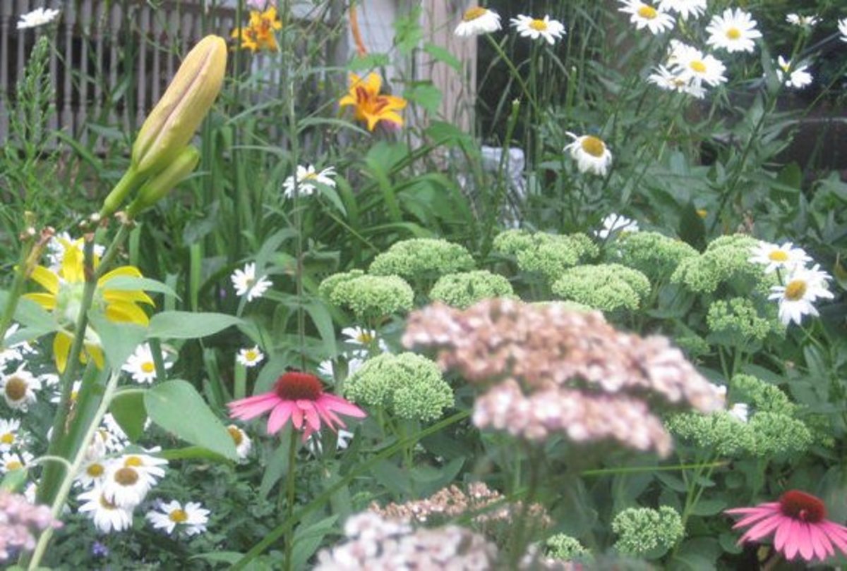 Photo Gallery: Flowers in my Front Yard Garden