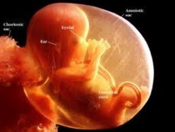 Fertilization – When Exactly Does Conception Begin?
