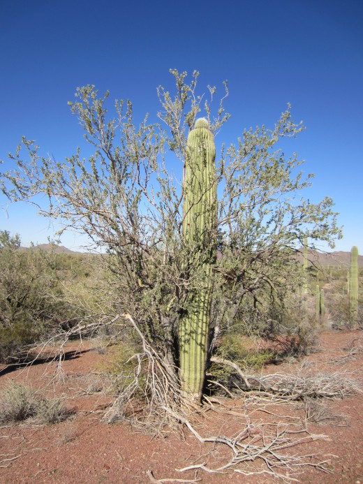 Ironwood tree embracing a saguaro cactus in Ironwood Forest National Monument, Arizona