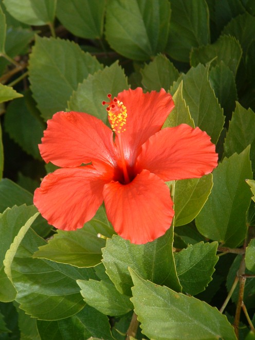 Beautiful flowers such as this hibiscus make strolling through the plaza a tropical experience.
