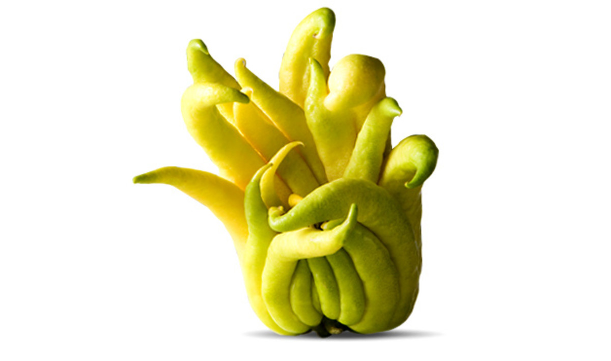 Buddha's Hand, an Asian citrus