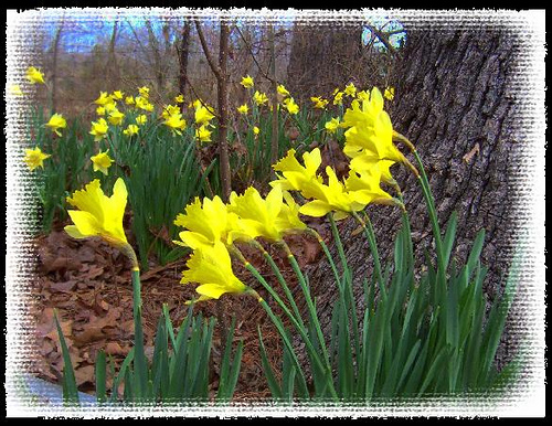 Daffodils reaching for the sun.
