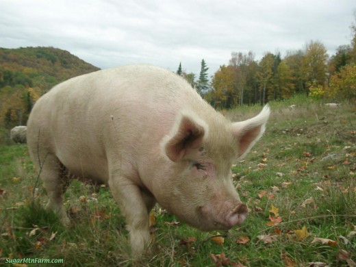 Quite obviously a pig!