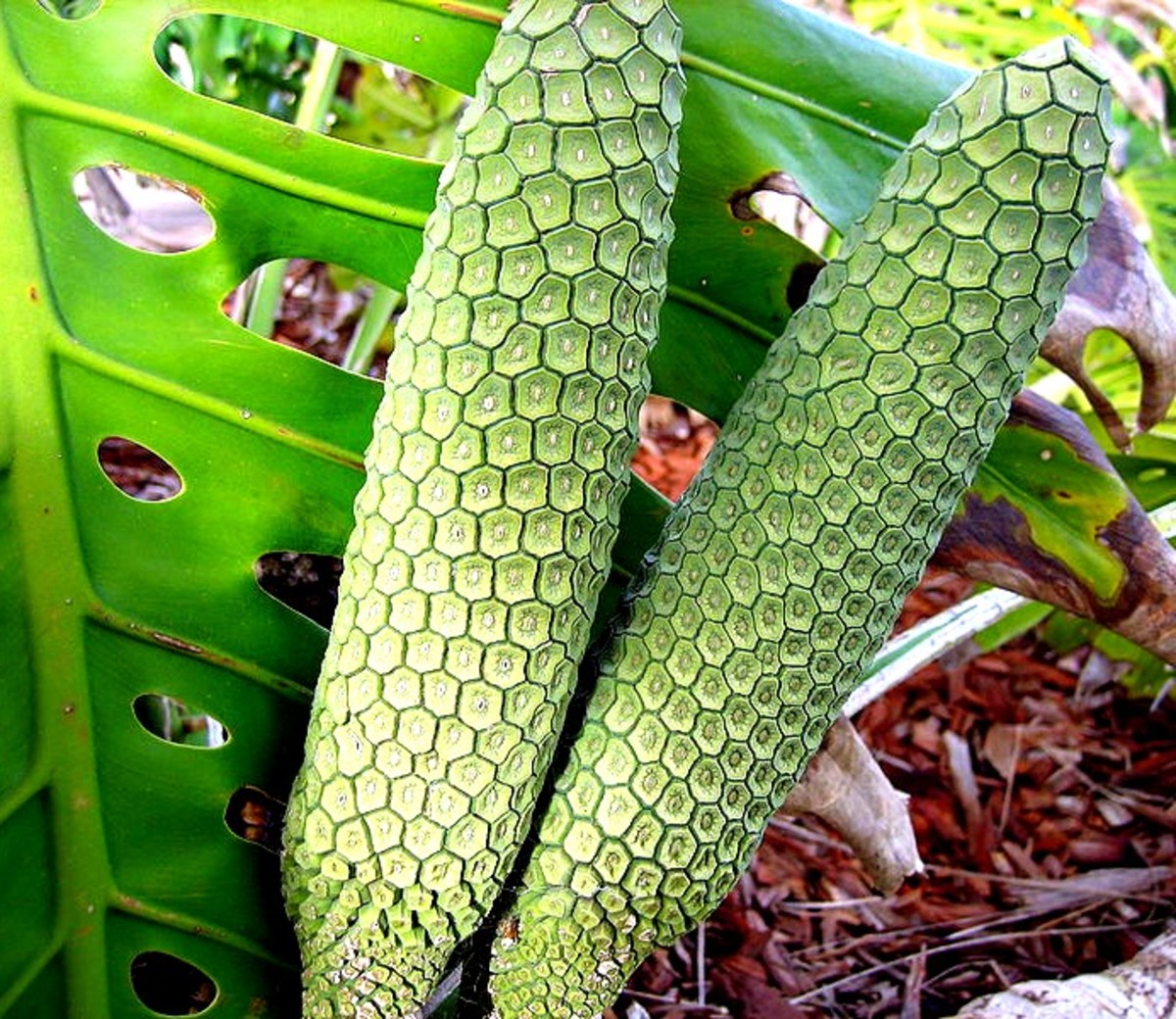 Monstera deliciosa, the delicious monster fruit that can kill you if eaten at the wrong time