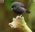 The Black Robin: Saved from Extinction