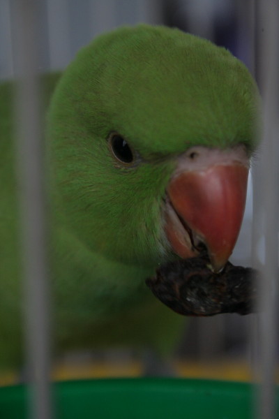Taken the first day he was home, aged seven weeks.