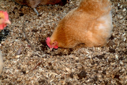A Hen Starting a dirt bath hole.