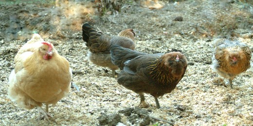 Hen Line-up
