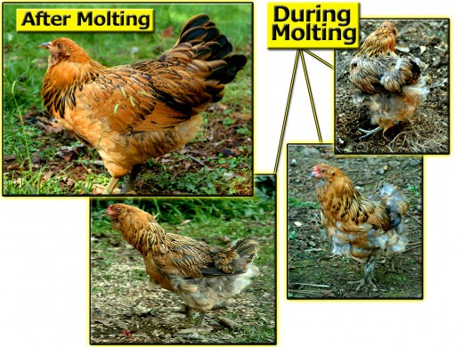During molting, a hen drops feathers so new plumage can grow in.