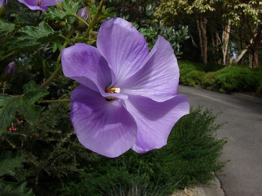 There are various cultivars of Alyogyne huegelii available, this one is a single, mauve, open-flowered form.