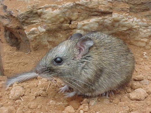 World’s Biggest Rat - Largest Rat in the World - the Bosavi Woolly Rat. Image Credit: Michael Barritt & Karen May Via Wikimedia Commons