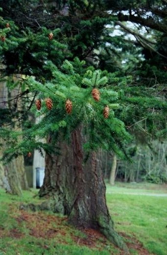 Trees, like this pine tree, grow wider each year, speeding the growth in the warmer months, and slowing growth down in the colder months.