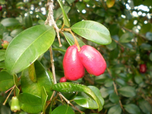 Pinkish-red ripe edible fruit of Syzygium australe, these are about 2cm in length.