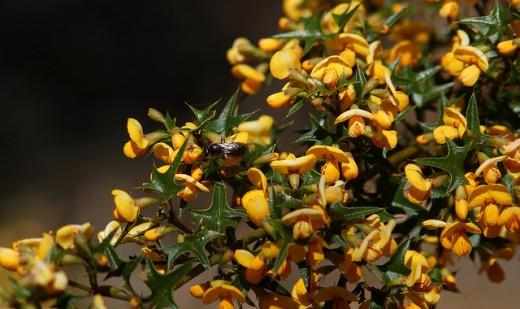 A similar species of Podolobium, Podolobium ilicifolium.  Podolobium aciculiferum has similar flowers but has un-lobed, lance-shaped foliage.
