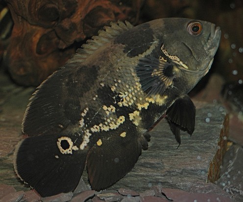 Oscar 'Eyespot'