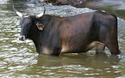 One bull in a herd of cattle that was driven down to the shore to have a drink.